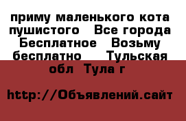 приму маленького кота пушистого - Все города Бесплатное » Возьму бесплатно   . Тульская обл.,Тула г.